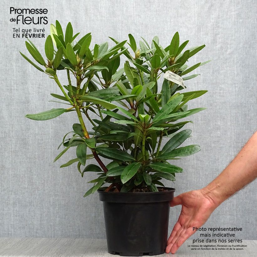 Amostra de Rhododendron Calsap Vaso de 4 L/5 L tal como entregue no outono