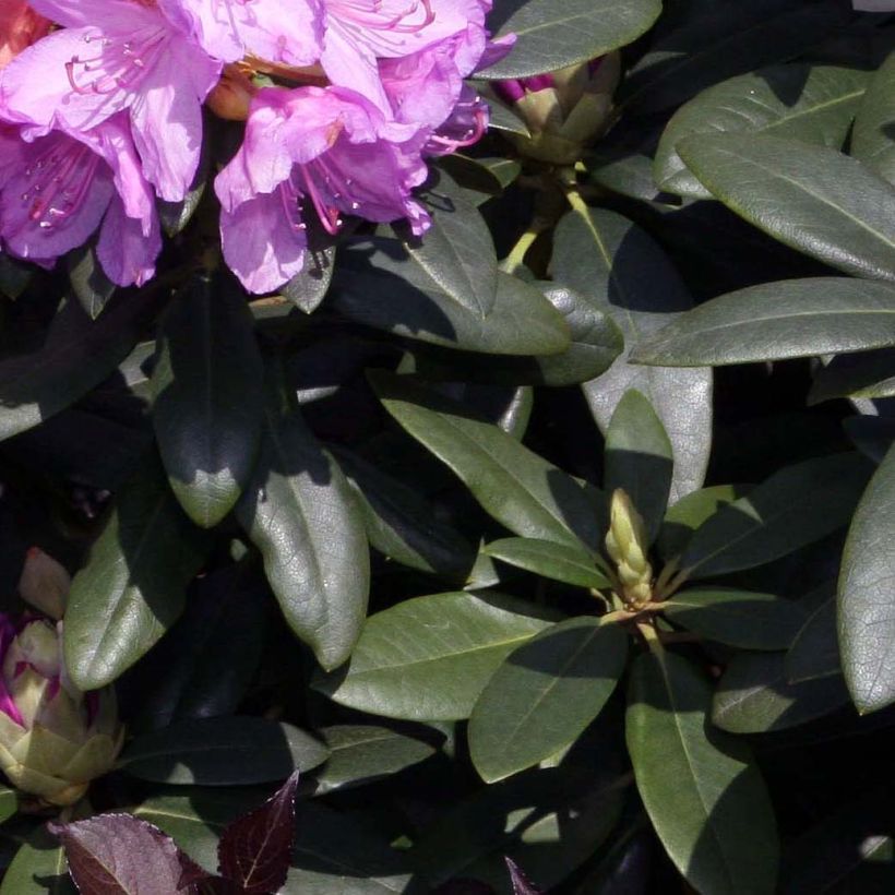 Rhododendron catawbiense Grandiflorum (Folhagem)
