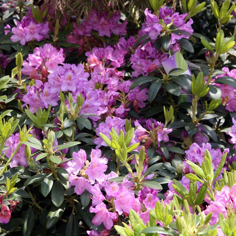 Rhododendron catawbiense Grandiflorum (Floração)