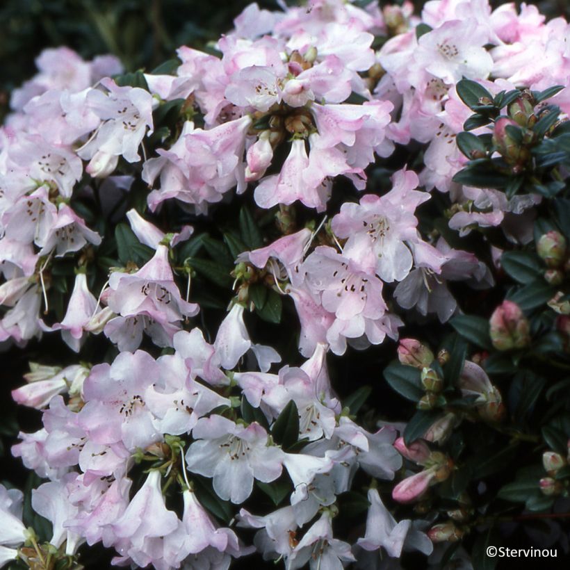 Rhododendron Cilpinense (Hábito)