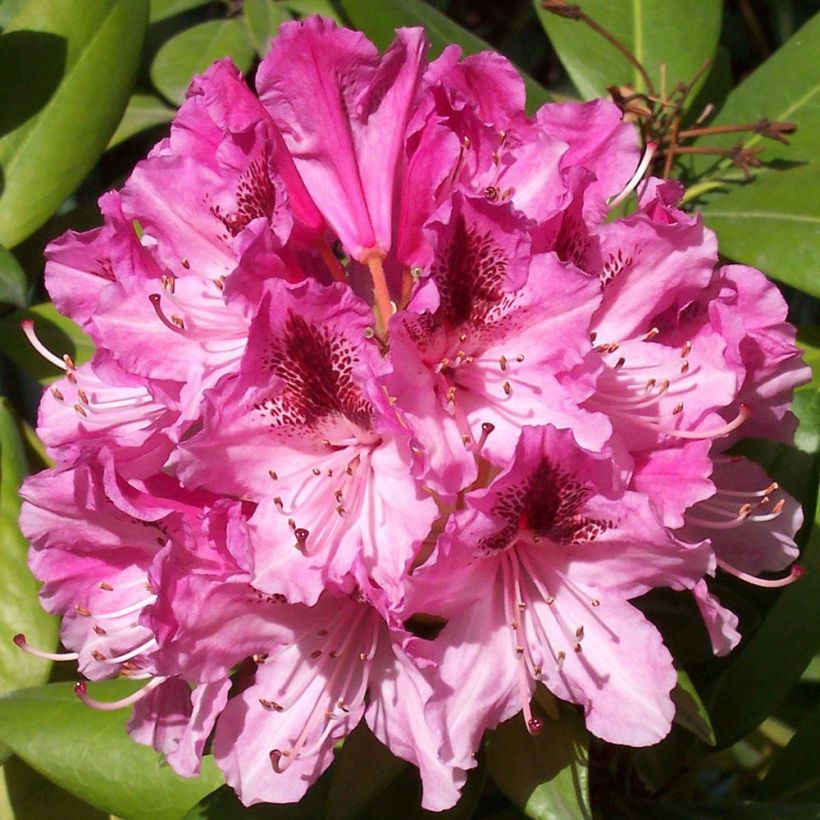 Rhododendron Cosmopolitan (Floração)