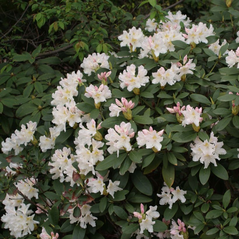 Rhododendron Cunningham's White (Floração)