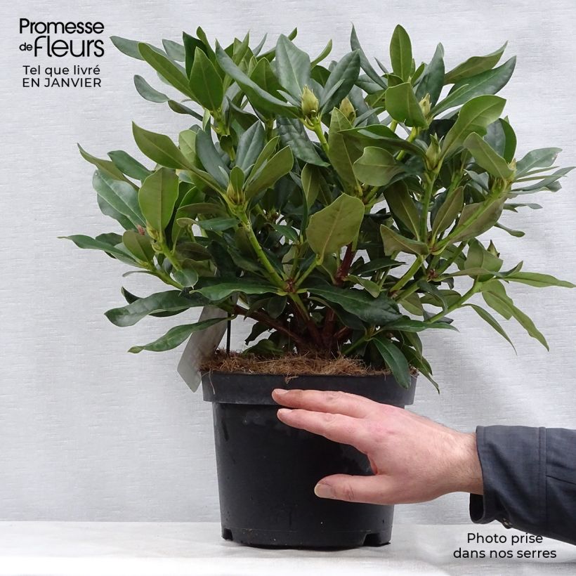Amostra de Rhododendron Cunningham's White Vaso de 4 L/5 L tal como entregue no inverno
