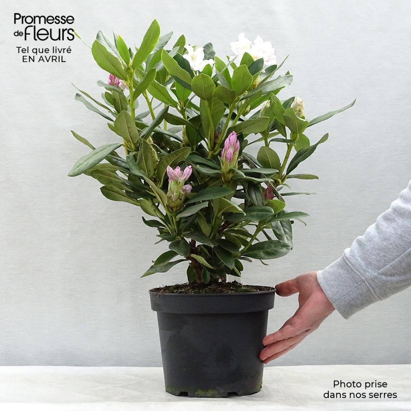 Amostra de Rhododendron Cunningham's White Vaso de 4 L/5 L tal como entregue na primavera