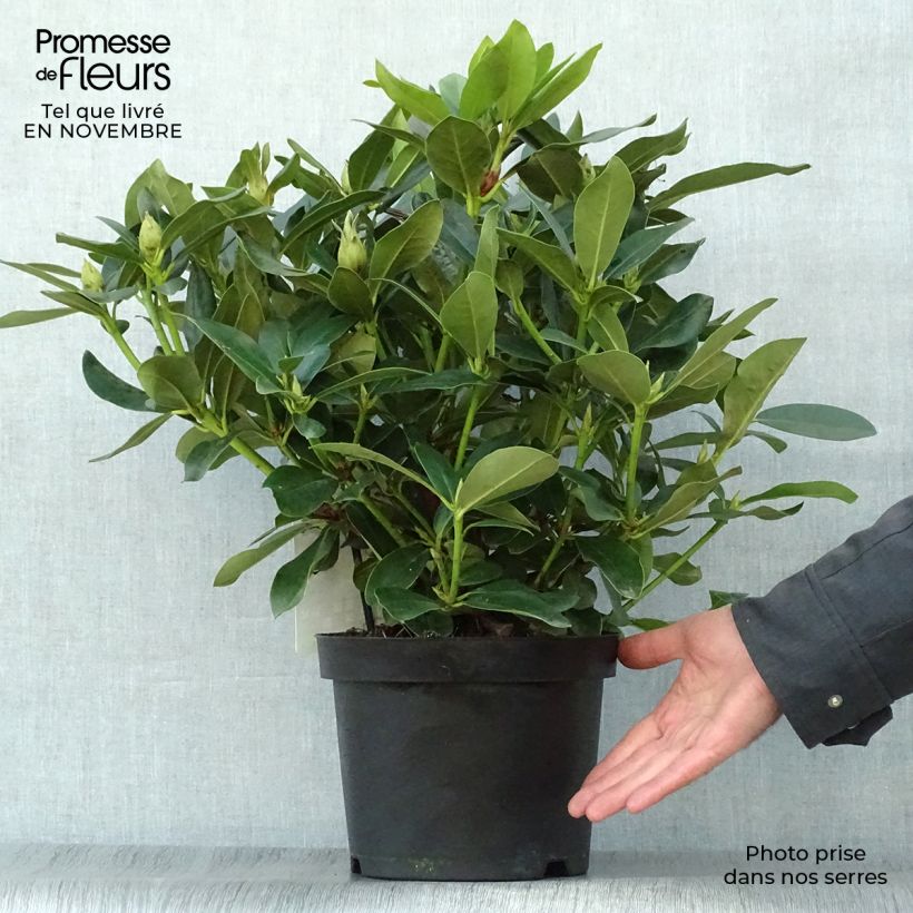 Amostra de Rhododendron Cunningham's White Vaso de 4 L/5 L tal como entregue no outono