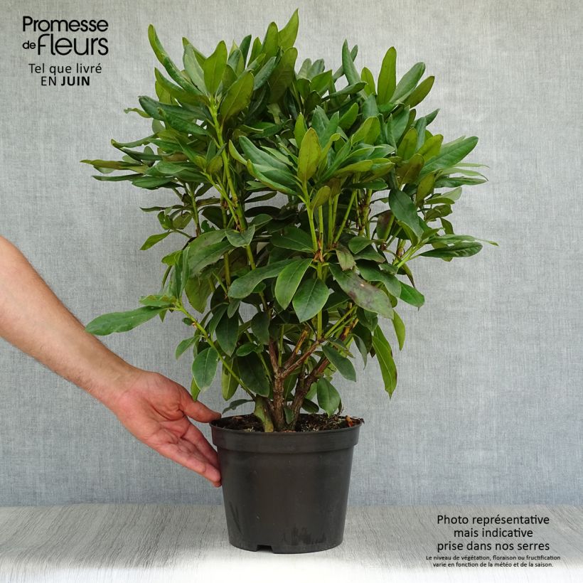 Amostra de Rhododendron Cunningham's White Vaso de 4 L/5 L tal como entregue no verão