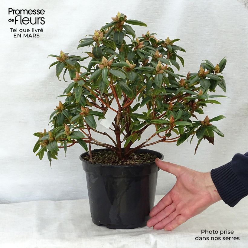 Amostra de Rhododendron Dora Amateis - Rododendro Anão Vaso de 3 L/4 L tal como entregue na primavera