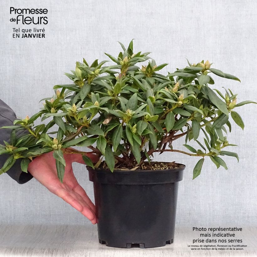 Amostra de Rhododendron Dora Amateis - Rhododendron nain Vaso de 3 L/4 L tal como entregue no inverno