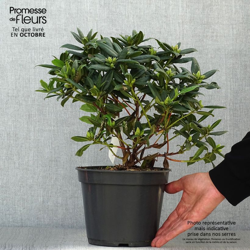 Amostra de Rhododendron Dora Amateis - Rododendro Anão Vaso de 3 L/4 L tal como entregue no outono