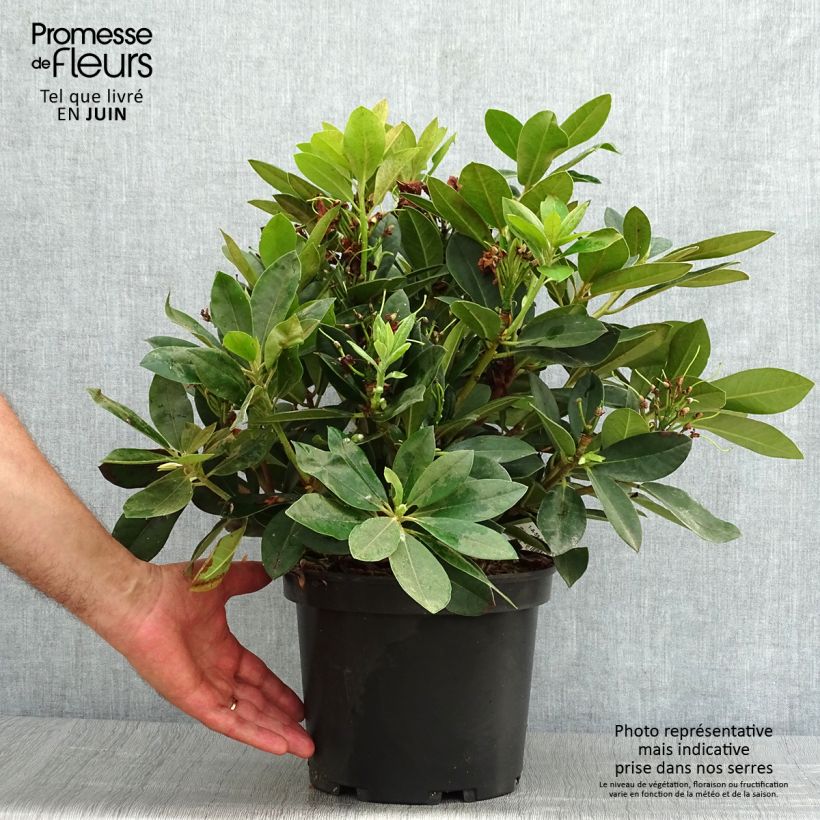 Amostra de Rhododendron yakushimanum Dream Land - Rododendro Anão Vaso de 3 L/4 L tal como entregue no verão