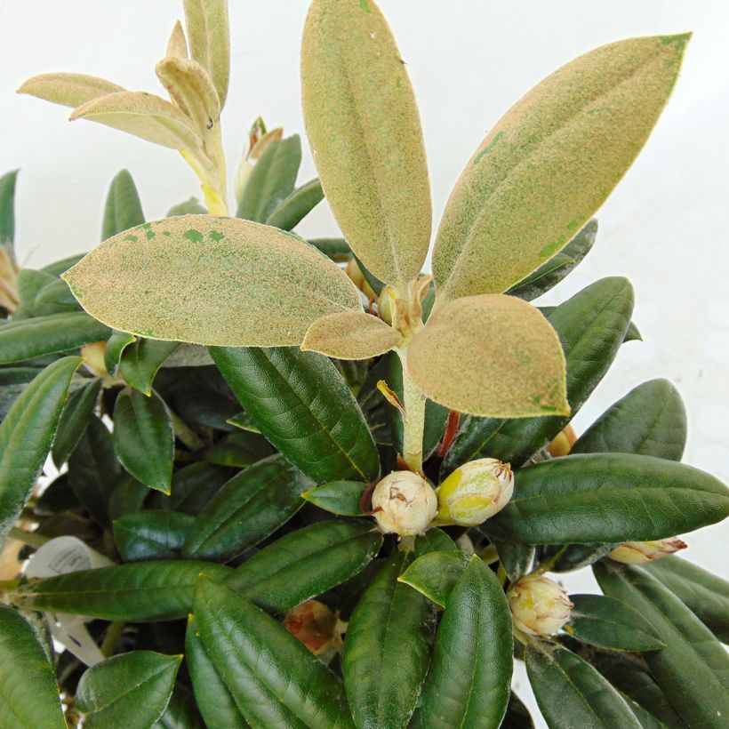 Rhododendron yakushimanum Dusty Miller - Rododendro Anão (Folhagem)