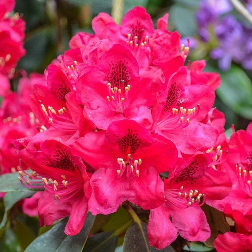 Rhododendron Elisabeth - Rododendro Anão (Floração)