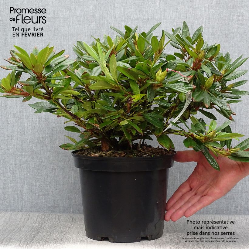 Amostra de Rhododendron Elisabeth - Rododendro Anão Vaso de 4 L/5 L tal como entregue no outono