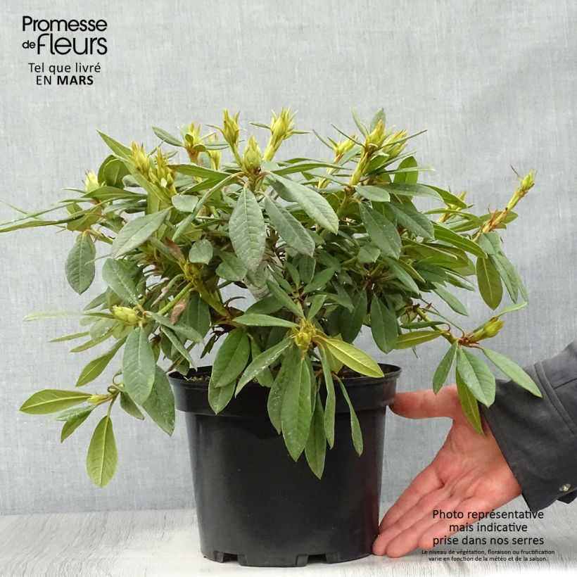 Amostra de Rhododendron Elisabeth - Rododendro Anão Vaso de 4 L/5 L tal como entregue na primavera