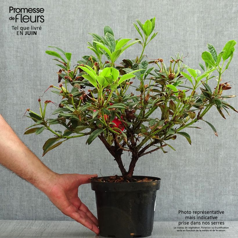Amostra de Rhododendron Elizabeth Red Foliage Vaso de 2 L/3 L tal como entregue no verão
