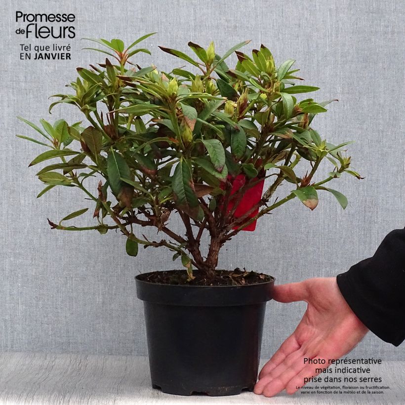 Amostra de Rhododendron Elizabeth Red Foliage Vaso de 2 L/3 L tal como entregue no inverno