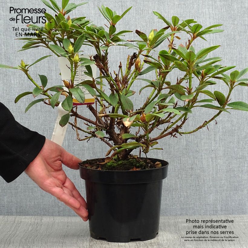 Amostra de Rhododendron Elizabeth Red Foliage Vaso de 2 L/3 L tal como entregue na primavera