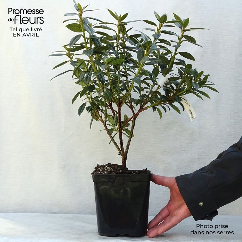 Amostra de Rhododendron Fragrantissimum - Rododendro Anão Vaso de 3 L/4 L tal como entregue na primavera