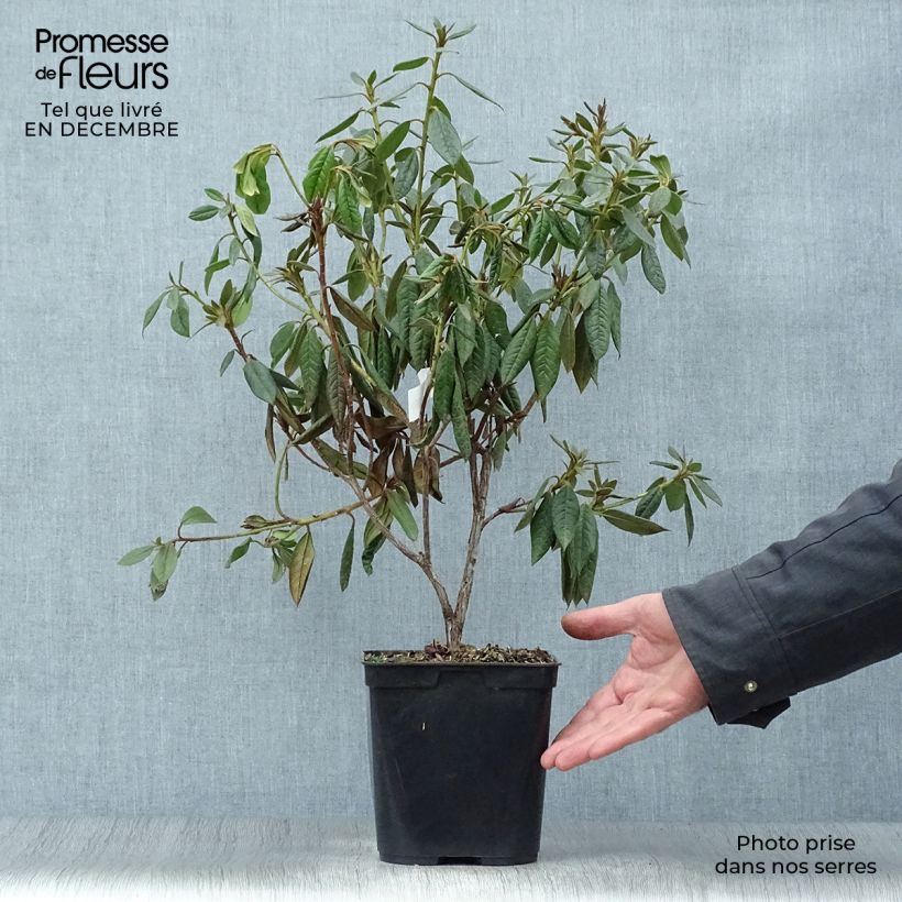Amostra de Rhododendron Fragrantissimum - Rhododendron nain parfumé Vaso de 3 L/4 L tal como entregue no inverno