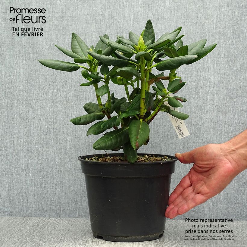 Amostra de Rhododendron Gedser Gold Vaso de 4 L/5 L tal como entregue no outono
