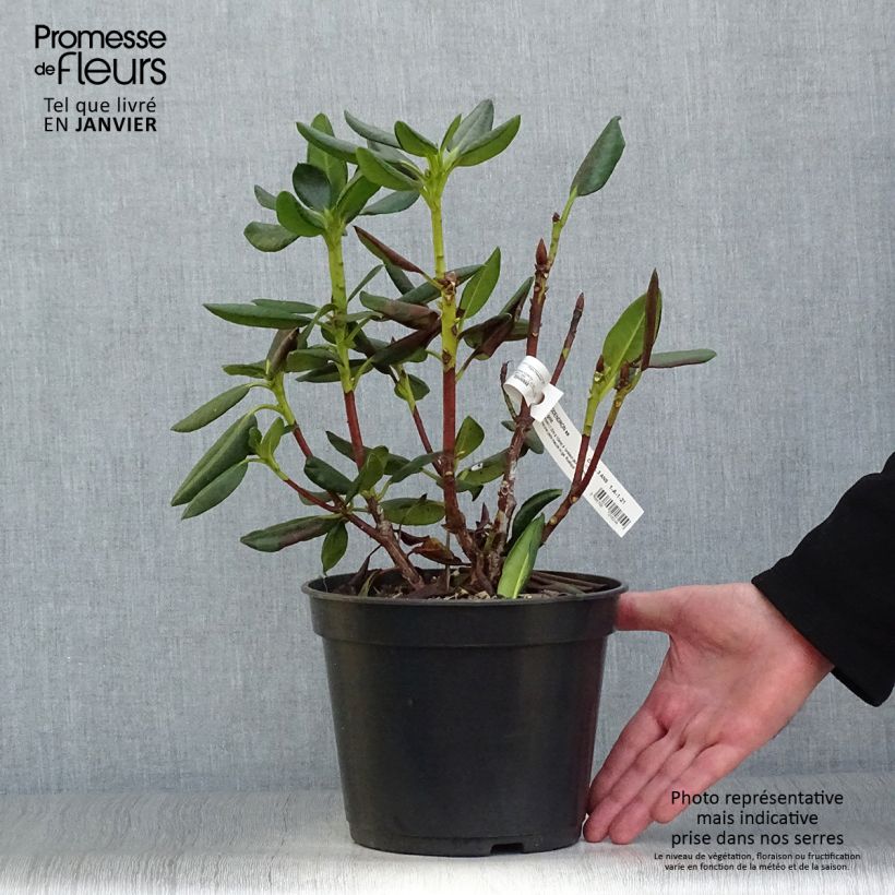 Amostra de Rhododendron Gedser Gold Pot de 4L/5L tal como entregue no inverno
