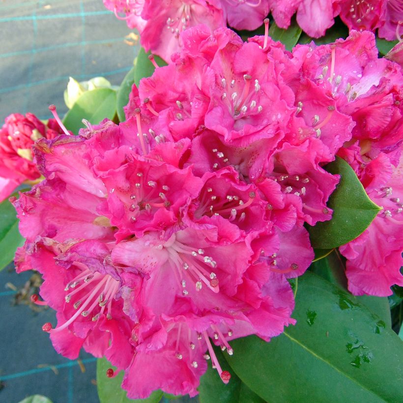 Rhododendron Germania (Floração)