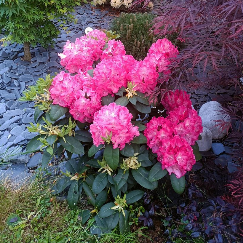 Rhododendron Germania (Hábito)