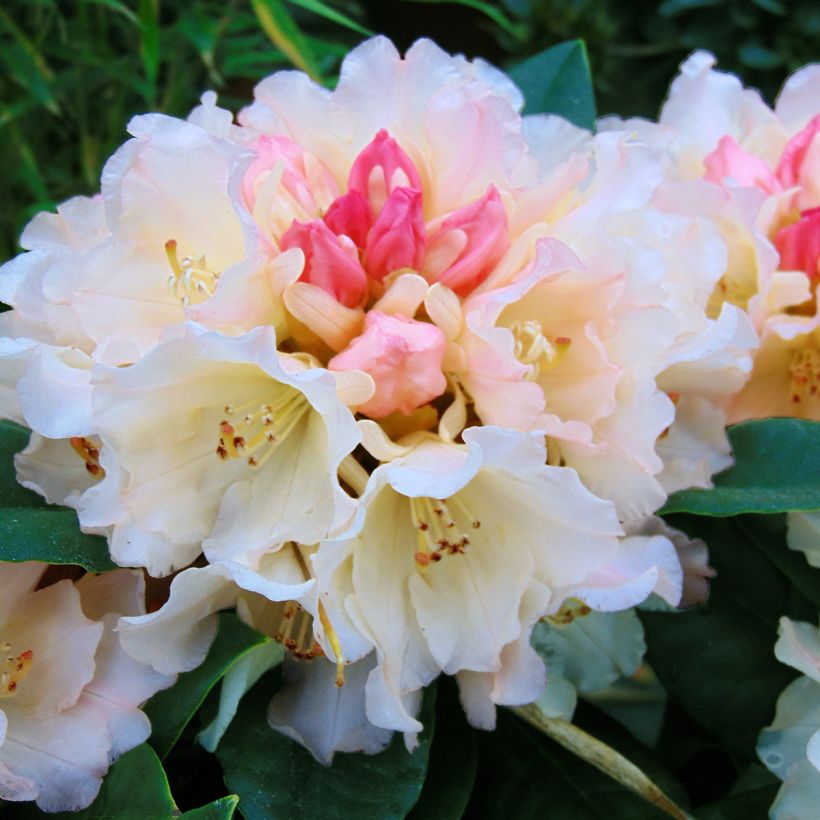 Rhododendron yakushimanum Golden Torch - Rododendro Anão (Floração)