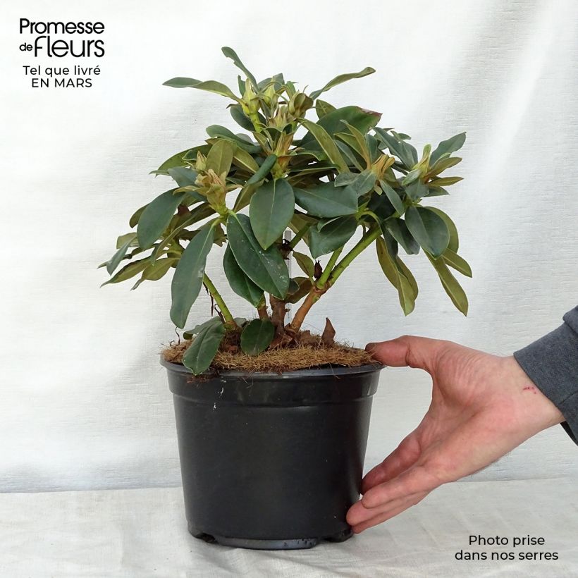 Amostra de Rhododendron yakushimanum Golden Torch - Rododendro Anão Vaso de 3 L/4 L tal como entregue na primavera