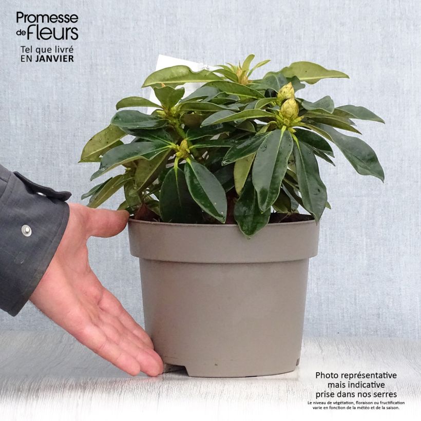 Amostra de Rhododendron Golden Torch - Rhododendron nain Vaso de 3 L/4 L tal como entregue no inverno
