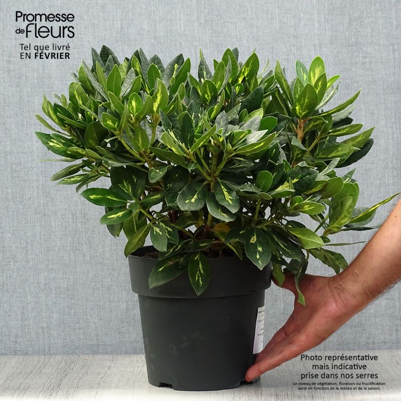 Amostra de Rhododendron Goldflimmer Vaso de 3 L/4 L tal como entregue no outono