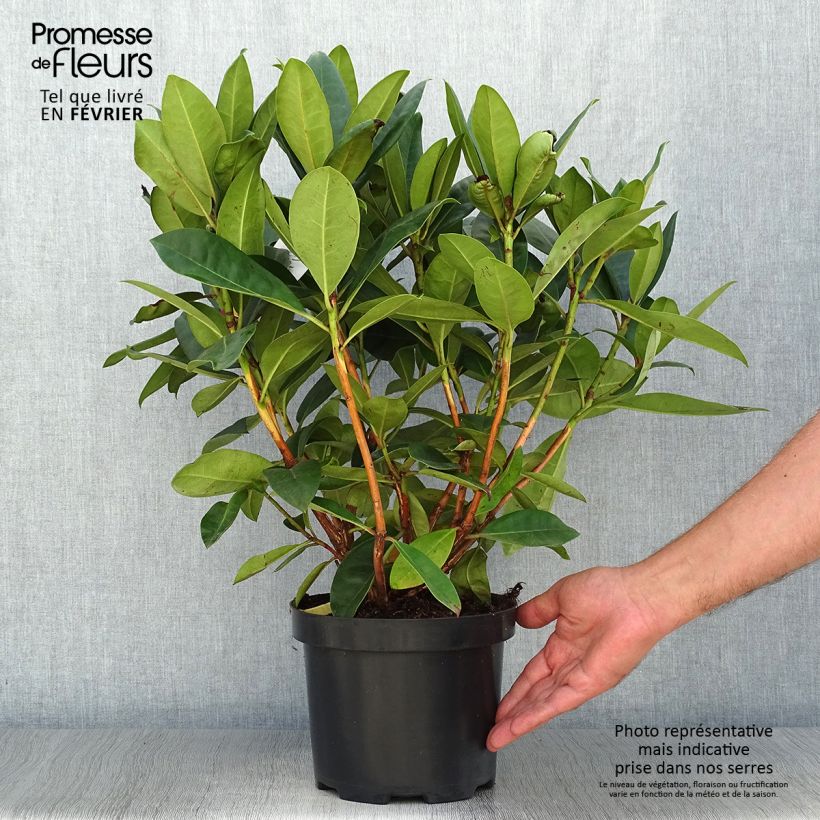 Amostra de Rhododendron Gomer Waterer Vaso de 3 L/4 L tal como entregue no outono