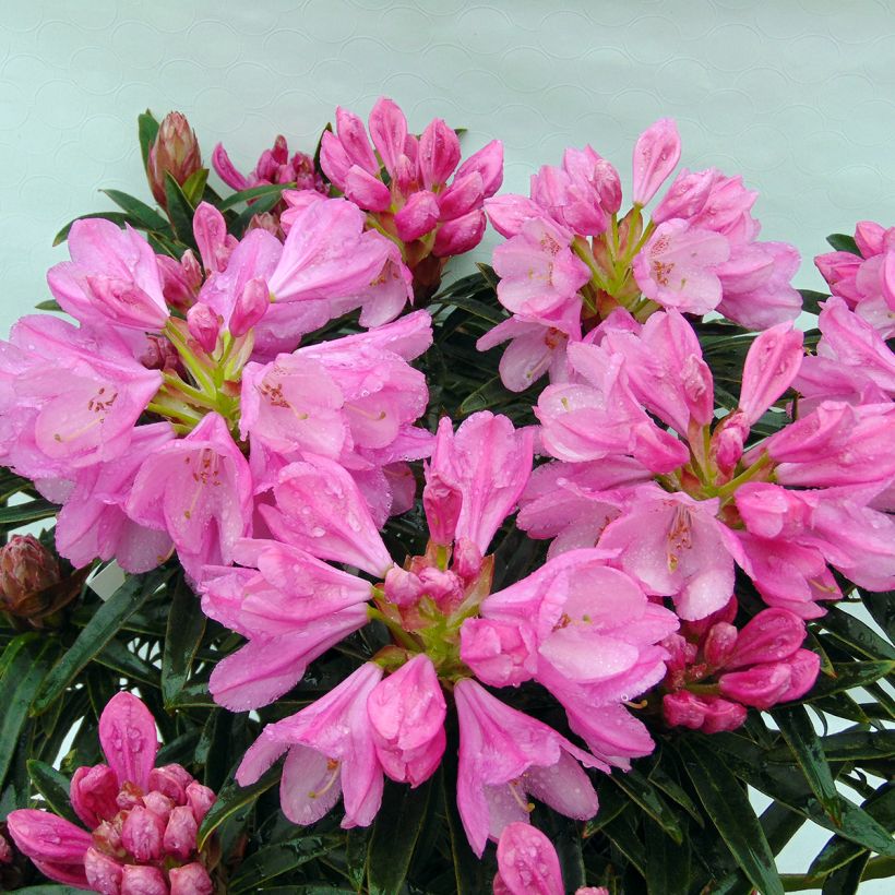 Rhododendron Graziella (Floração)
