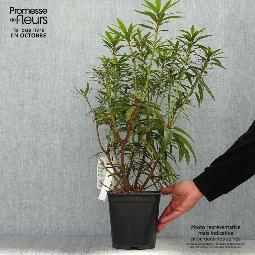Amostra de Rhododendron Graziella Vaso de 3 L/4 L tal como entregue no outono