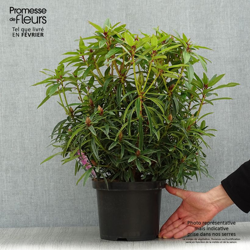 Amostra de Rhododendron Graziella - Grand Rhododendron Vaso de 3 L/4 L tal como entregue no inverno
