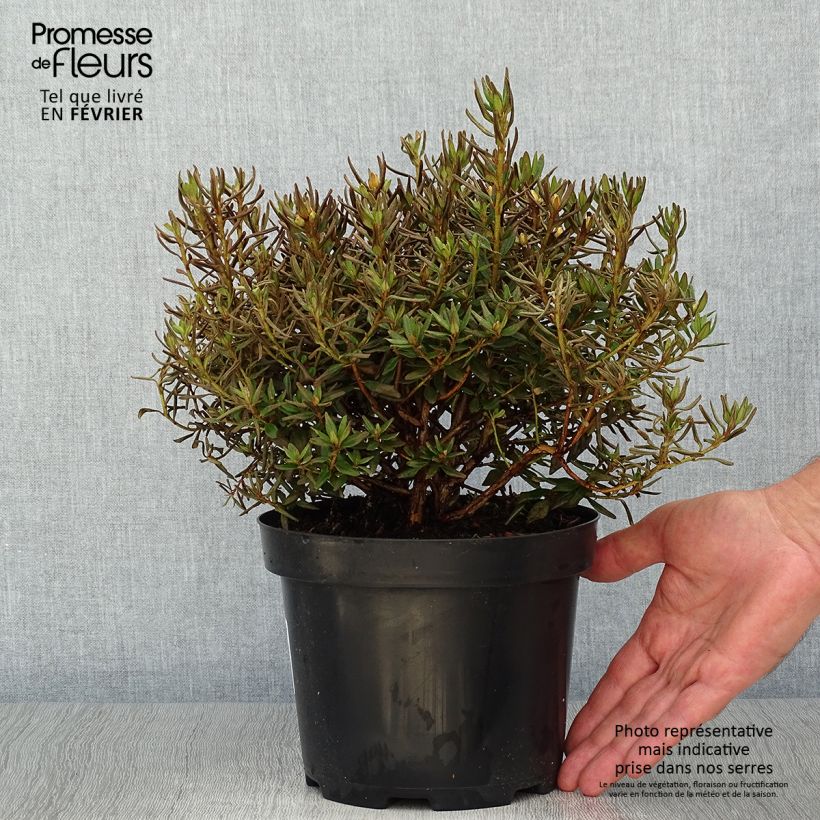 Amostra de Rhododendron impeditum Gristede Vaso de 2 L/3 L tal como entregue no outono