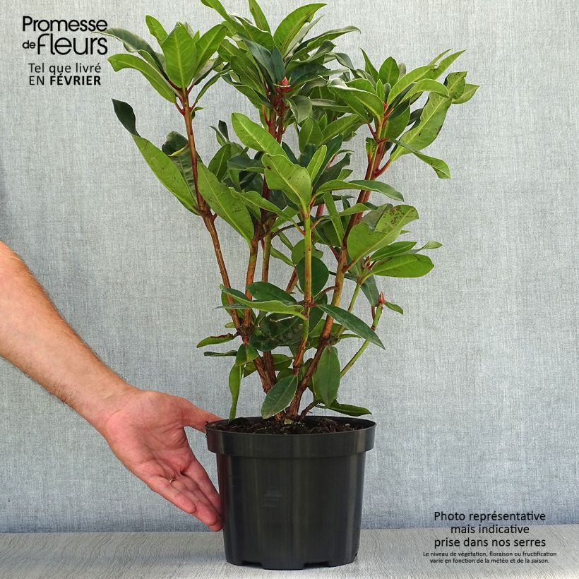 Amostra de Rhododendron Halfdan Lem Vaso de 4 L/5 L tal como entregue no outono