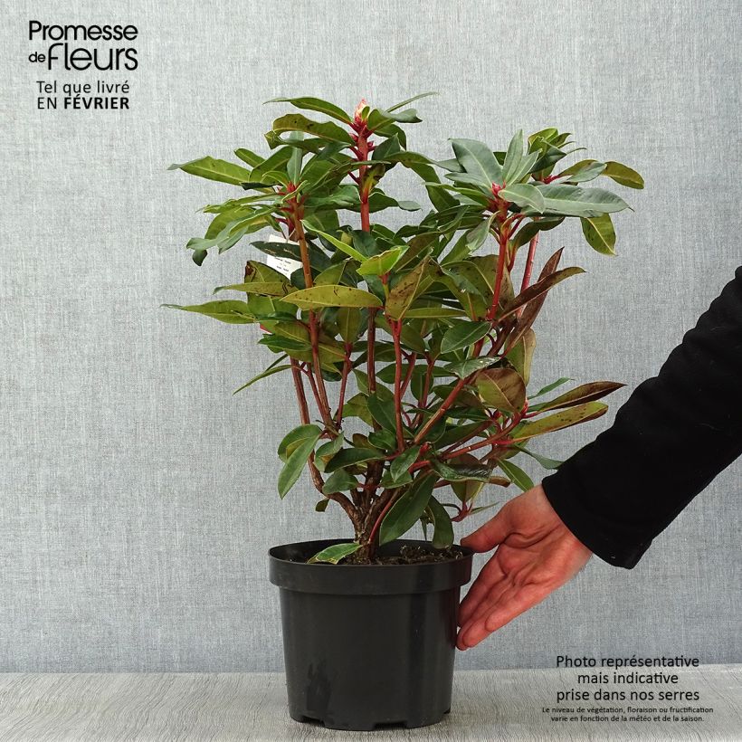 Amostra de Rhododendron Halfdan Lem Vaso de 4 L/5 L tal como entregue no inverno