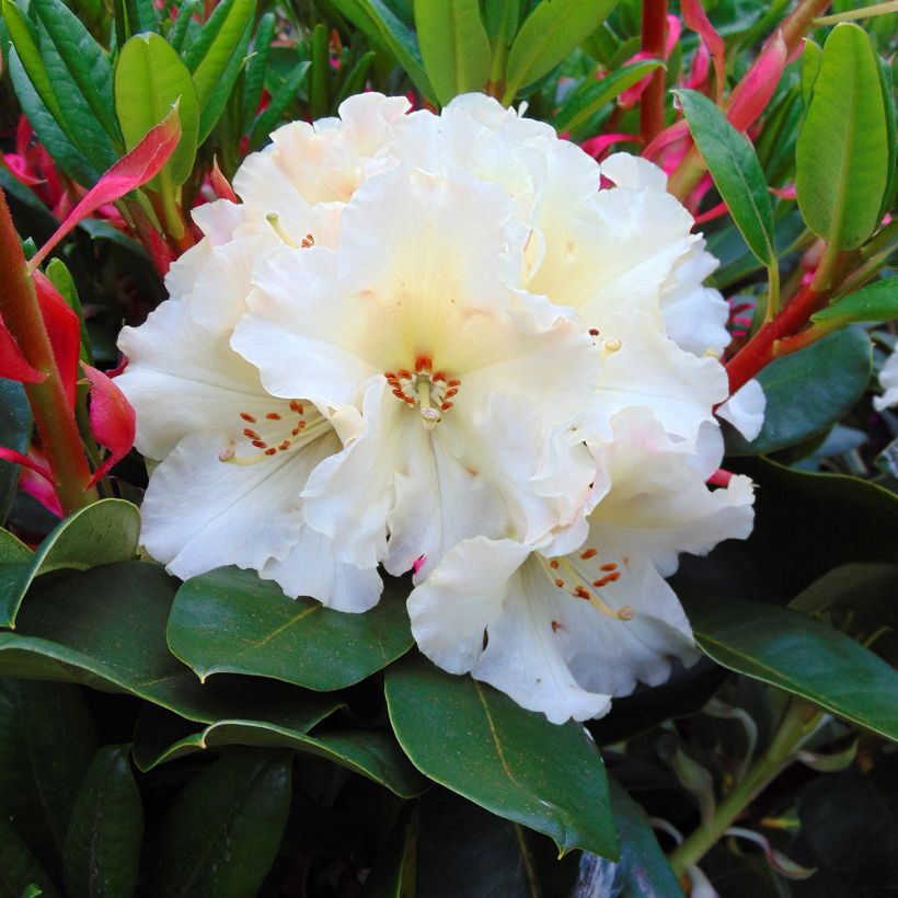 Rhododendron Horizon Monarch (Floração)
