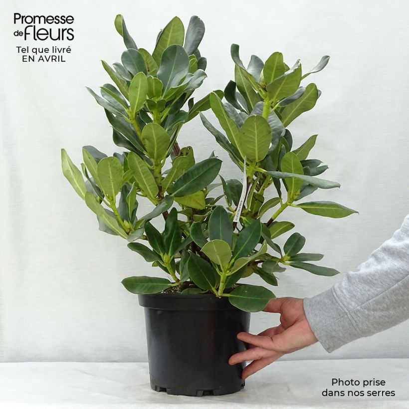 Amostra de Rhododendron Horizon Monarch Vaso de 4 L/5 L tal como entregue na primavera