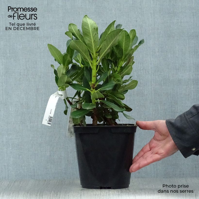 Amostra de Rhododendron Horizon Monarch - Grand Rhododendron Vaso de 4 L/5 L tal como entregue no inverno