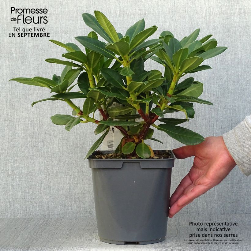 Amostra de Rhododendron Horizon Monarch Vaso de 4 L/5 L tal como entregue no outono