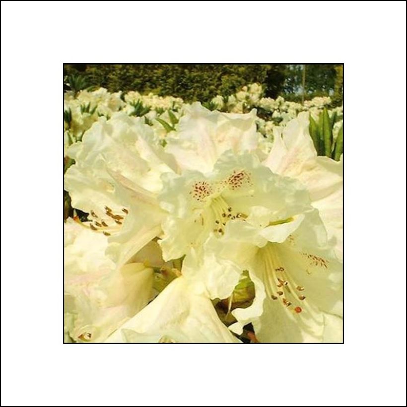 Rhododendron INKARHO Bellini (Floração)