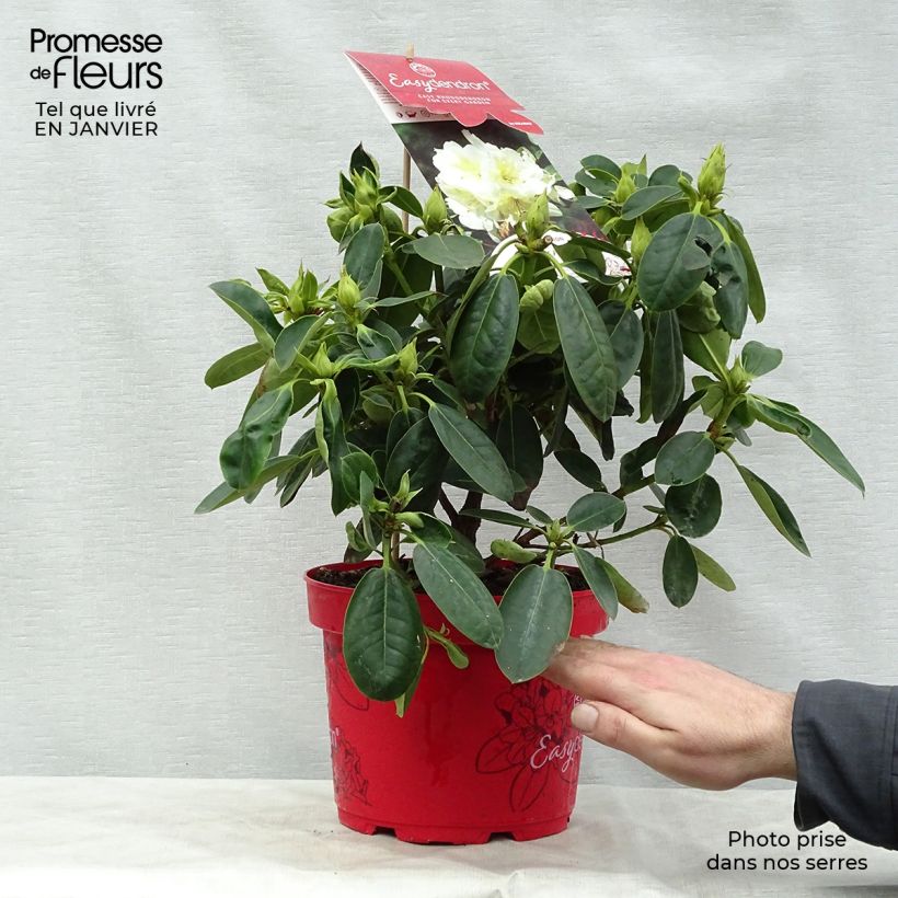 Amostra de Rhododendron Inkarho Bellini Vaso de 4 L/5 L tal como entregue no inverno