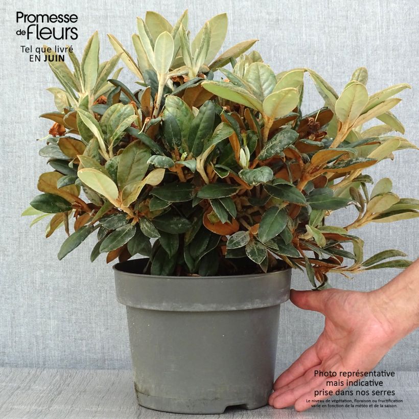 Amostra de Rhododendron INKARHO Bellini Vaso de 4 L/5 L tal como entregue no verão