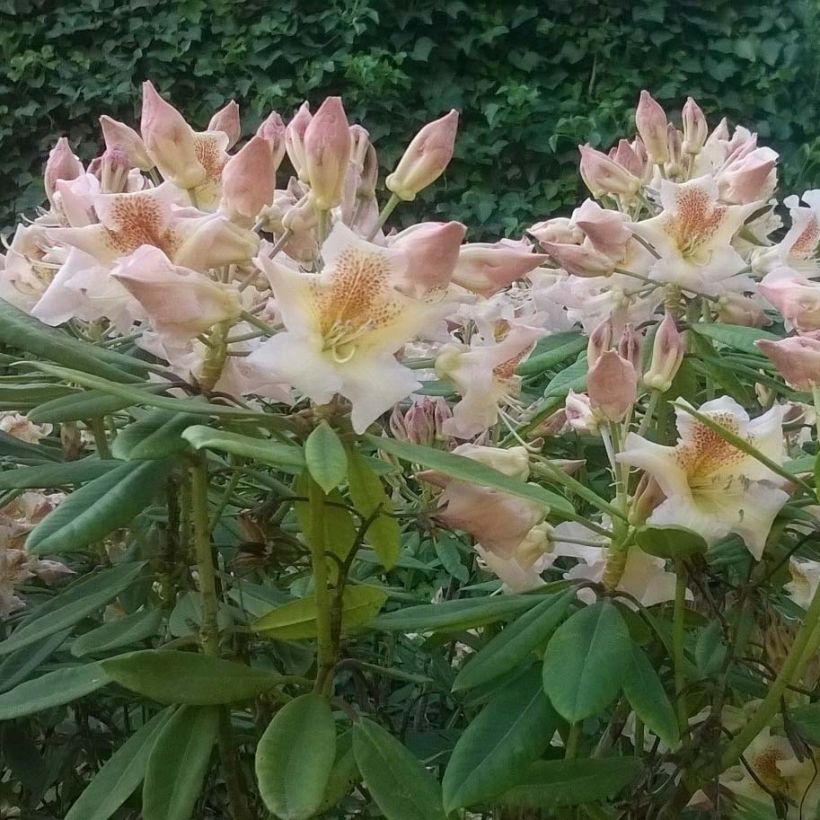 Rhododendron INKARHO Bernstein (Floração)