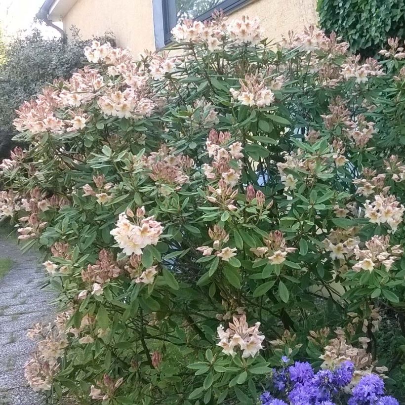 Rhododendron INKARHO Bernstein (Hábito)