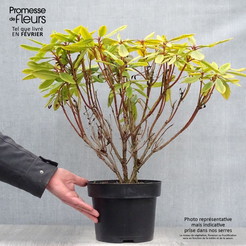 Amostra de Rhododendron Inkarho Bernstein Vaso de 4 L/5 L tal como entregue no inverno