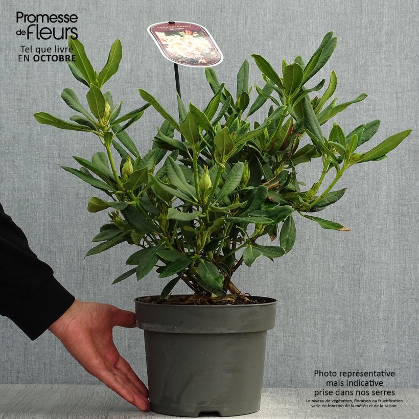 Amostra de Rhododendron INKARHO Bernstein Vaso de 4 L/5 L tal como entregue no outono