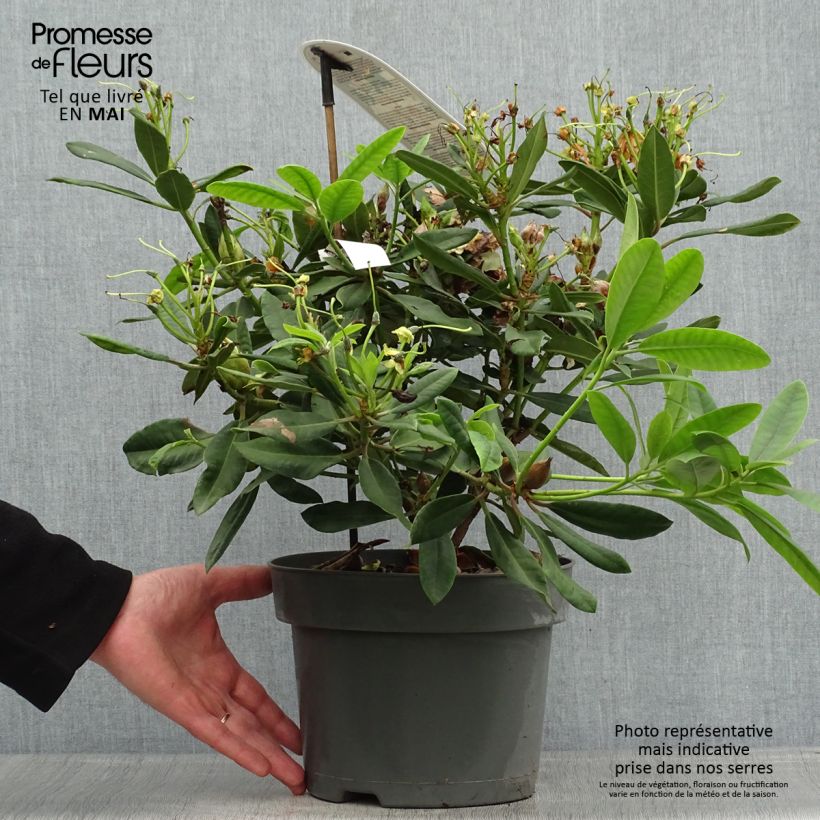 Amostra de Rhododendron INKARHO Bernstein Vaso de 4 L/5 L tal como entregue na primavera